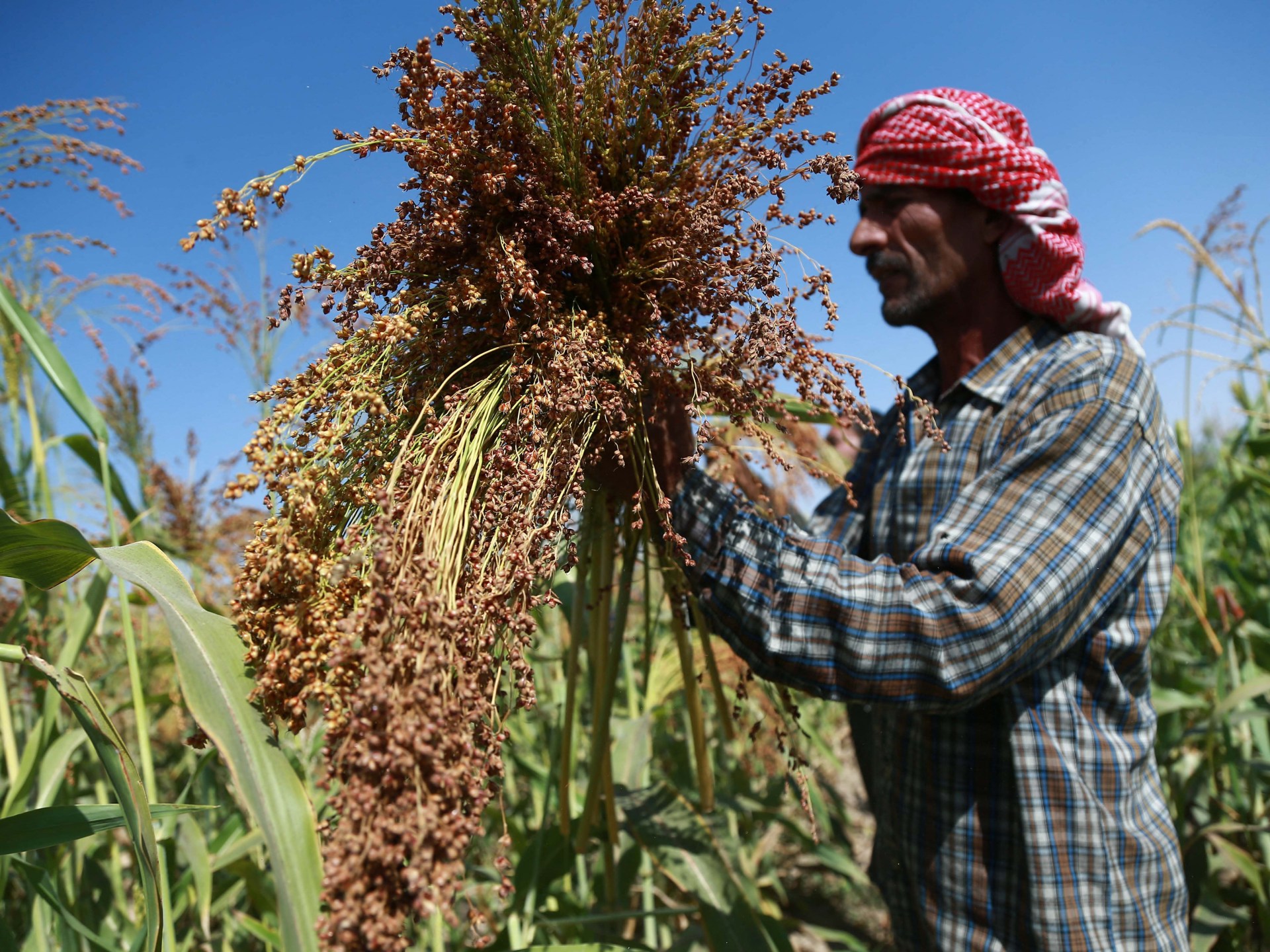 أول شحنة من القمح في سوريا منذ الإطاحة بالإطاحة بالانتعاش | أخبار الأعمال والاقتصاد